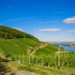 paysage-suisse-vignes